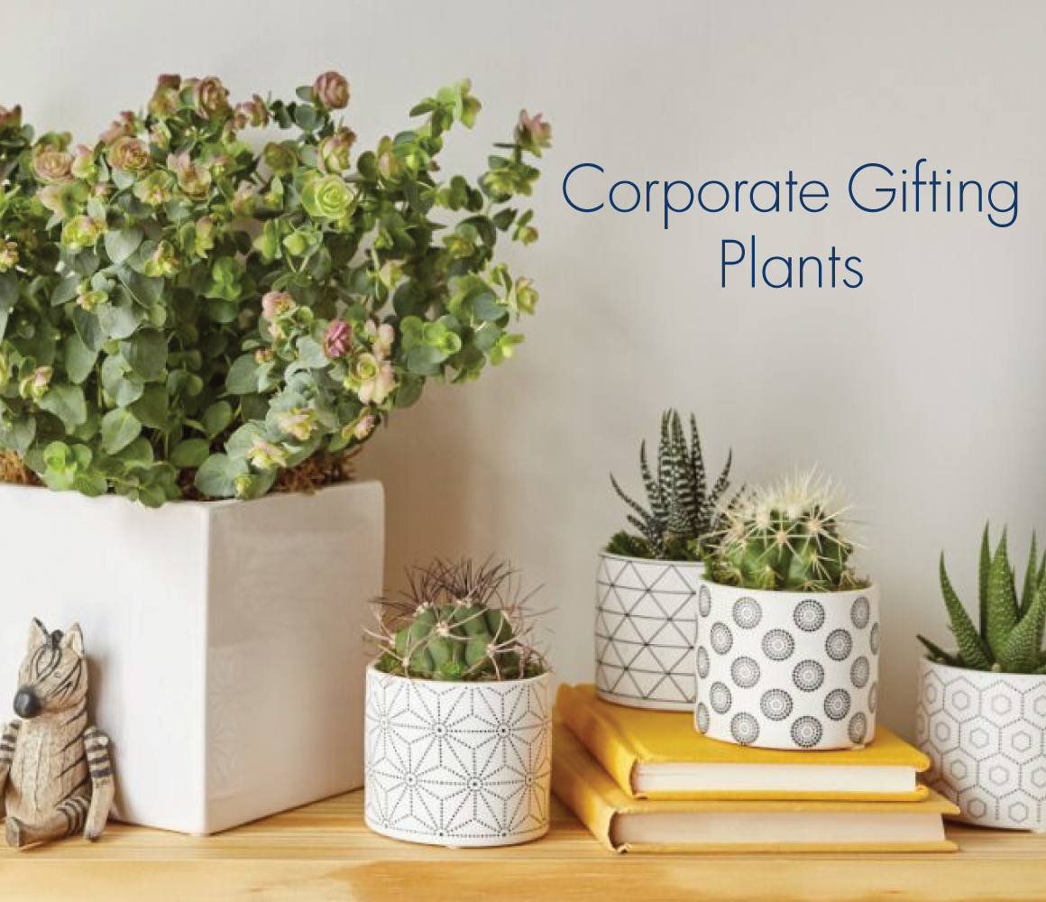 Corporate Gifting Plants