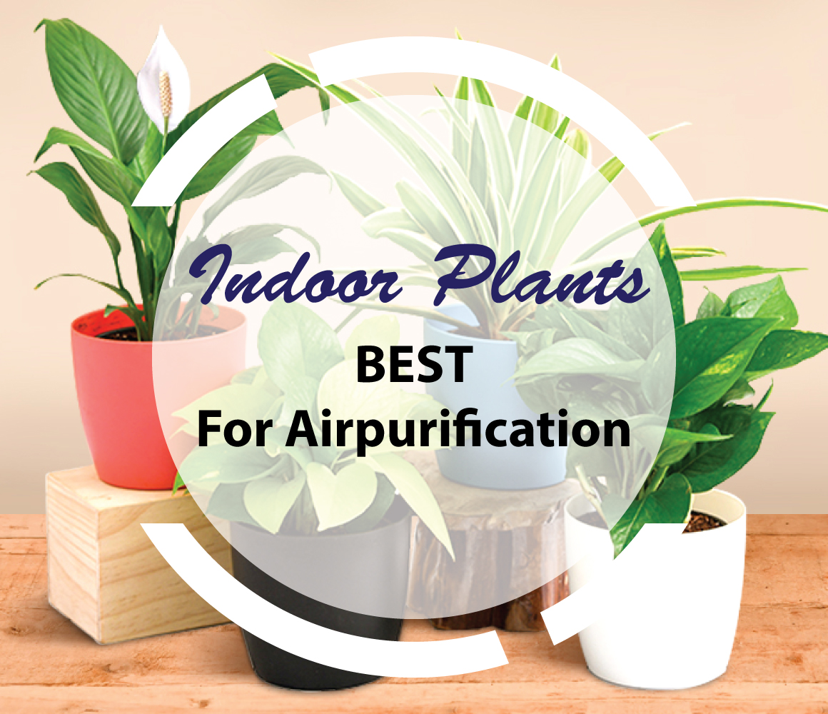 Air Purifier Plant