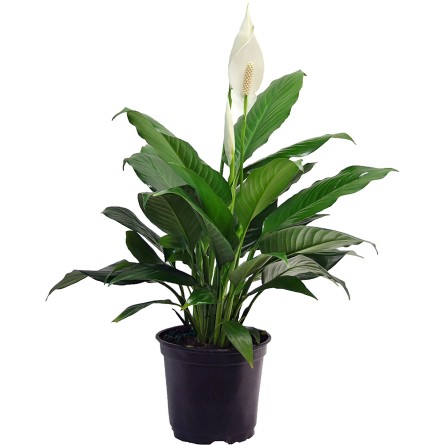 Peace Lily 