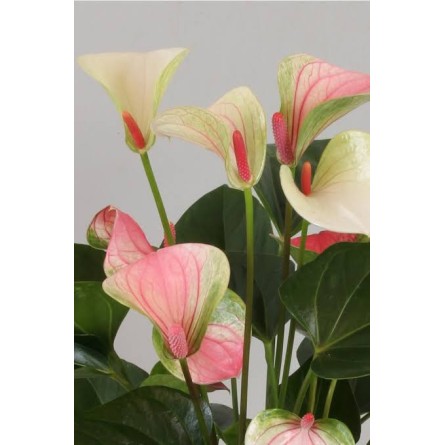 Anthurium Tricolour 