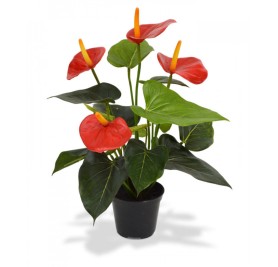 Anthurium Red 