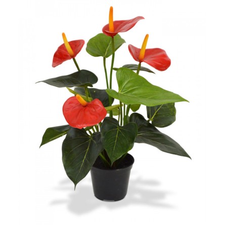 Anthurium Red 