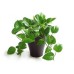 Money Plant Green