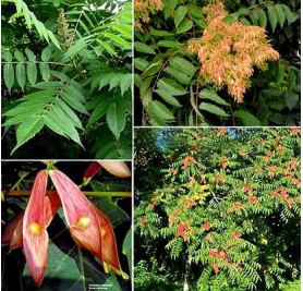 Ailanthus