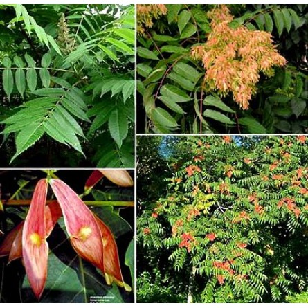 Ailanthus