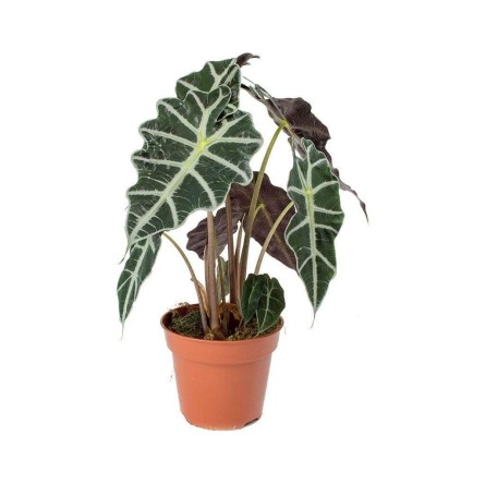 Alocasia