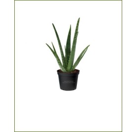 Aloe Vera Potted Plant