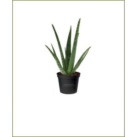 Aloe Vera Potted Plant