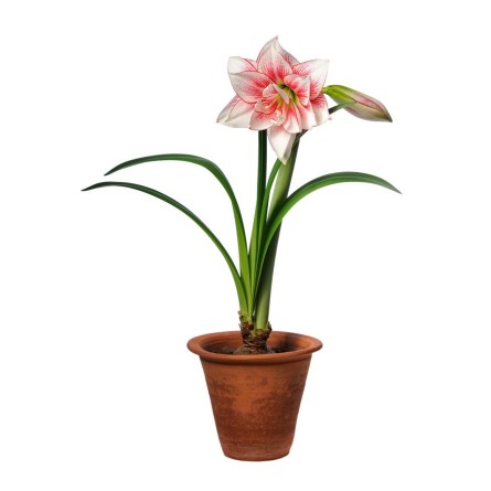 Amaryllis -Pink White