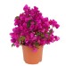 Bougainvillea