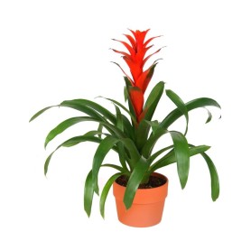 Bromeliad