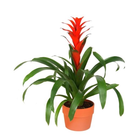 Bromeliad