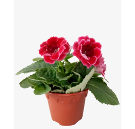 Gloxinia