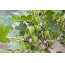 Gooseberry - Amla