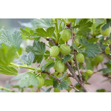 Gooseberry - Amla