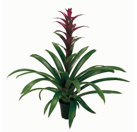 Guzmania