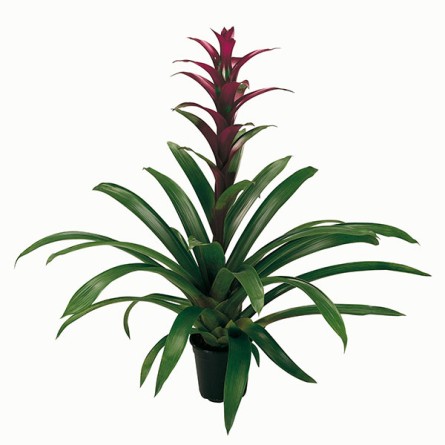 Guzmania