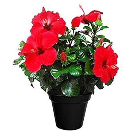 Hibiscus-Chinese