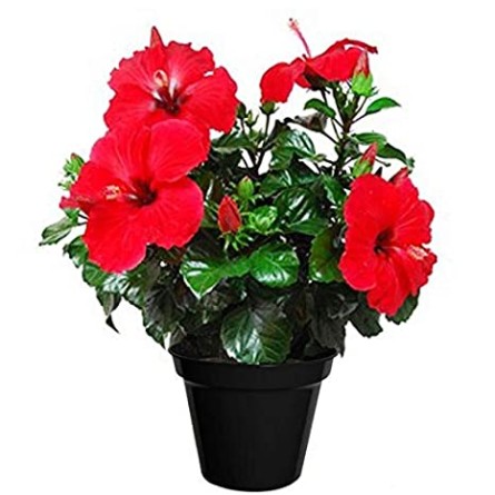 Hibiscus-Chinese