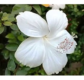 Hibiscus-White