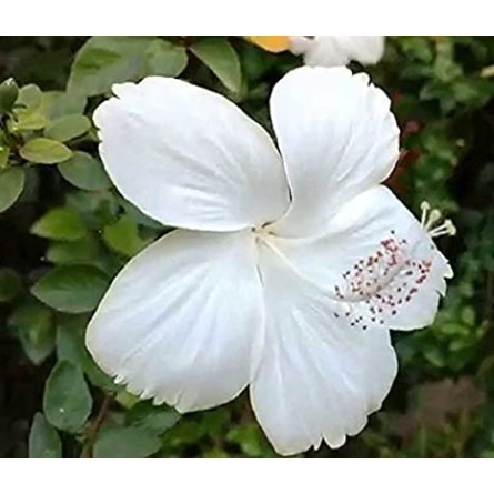 Hibiscus-White