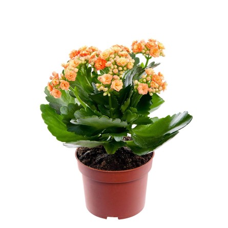 Kalanchoe