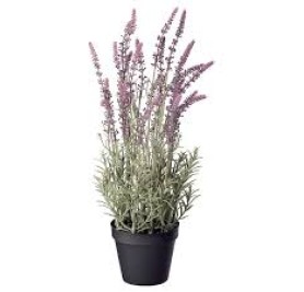 Lavender (Lavandula)