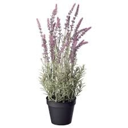 Lavender (Lavandula)