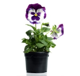 Pansy