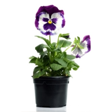 Pansy