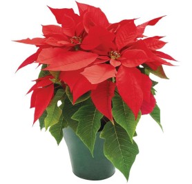 Poinsettia