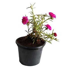 Portulaca