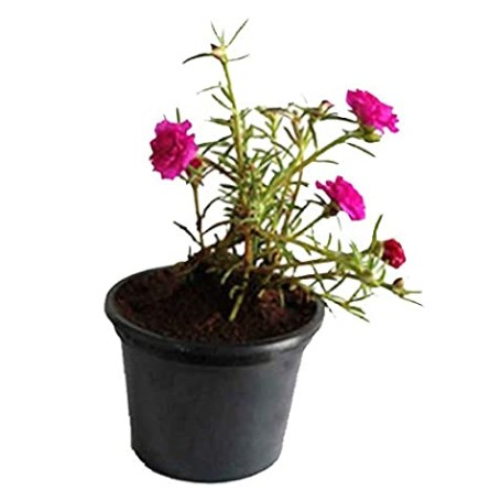 Portulaca