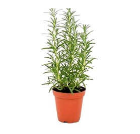 Rosemary