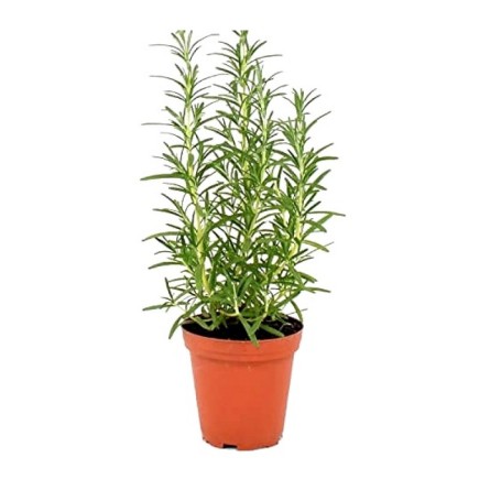 Rosemary