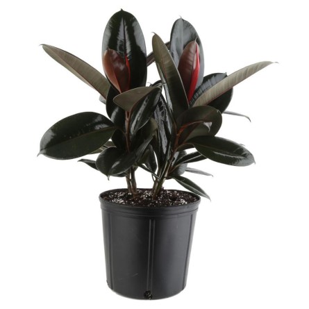 Rubber Plant 