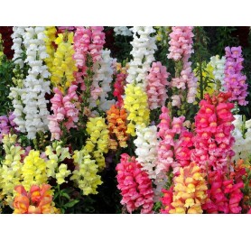 Antirrhinum Mixed Flower Seeds(40-50 Seeds/Pack)