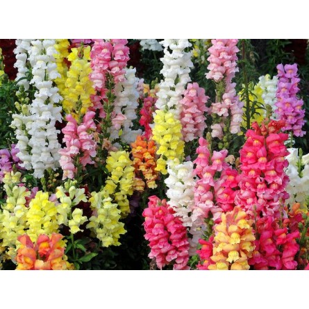 Antirrhinum Mixed Flower Seeds(40-50 Seeds/Pack)