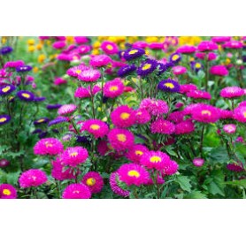 Aster MIxed Flower Seeds(40-50 Seeds/Pack)