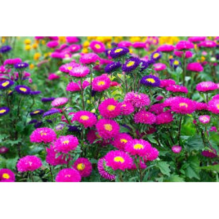 Aster MIxed Flower Seeds(40-50 Seeds/Pack)