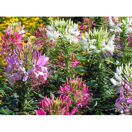 Cleome Mixed Flower Seeds(40-50 Seeds/Pack)