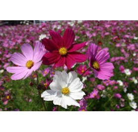 Cosmos Mixed Flower Seeds(100 Seeds/Pack)