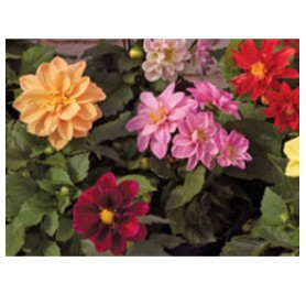 Dahlia Mixed Flower Seeds(40-50 Seeds/Pack)