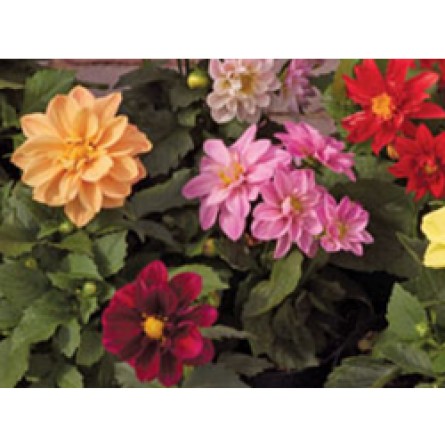 Dahlia Mixed Flower Seeds(40-50 Seeds/Pack)