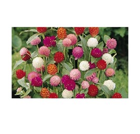 Gomphrena Mixed Flower Seeds(40-50 Seeds/Pack)