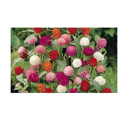 Gomphrena Mixed Flower Seeds(40-50 Seeds/Pack)