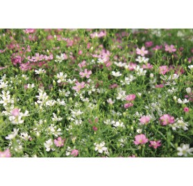 Gypsophila Mixed Flower Seeds(40-50 Seeds/Pack)