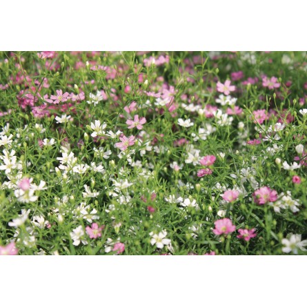 Gypsophila Mixed Flower Seeds(40-50 Seeds/Pack)