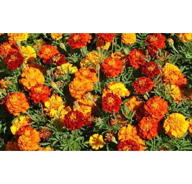 Marigold Mixed Flower Seeds(60-70 Seeds/Pack)