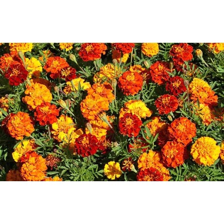 Marigold Mixed Flower Seeds(60-70 Seeds/Pack)